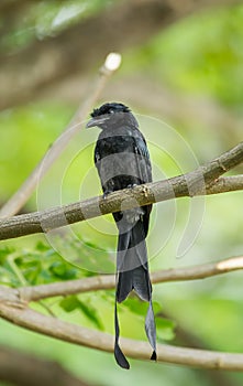 Greater Racket-tailed photo