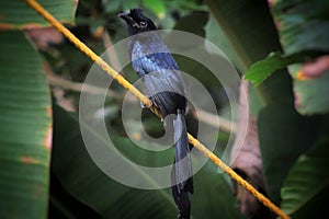 Greater racket tailed drongo