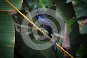 Greater racket tailed drongo