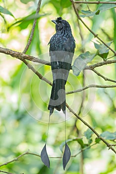 Greater Racket-tailed Drongo