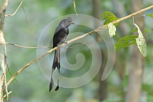 Greater racket-tailed drongo bird in Nepal