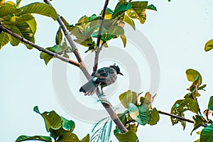 Greater Racket-tailed Drongo, common Black and Ashy Drongos.