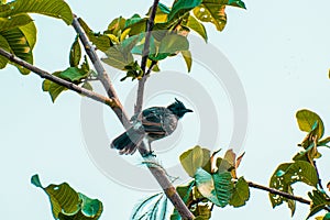 Greater Racket-tailed Drongo, common Black and Ashy Drongos.