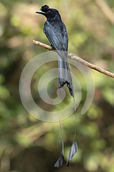 Greater Racket Tailed Drongo, Dicrurus paradiseus, Salim Ali Bird Sanctuary
