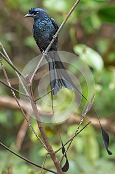 Greater Racket-tailed Drongo at Thattekad, Kerala