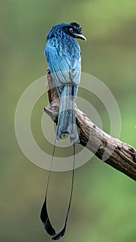 Greater Racket-tailed Drongo at Thattekad, Kerala, India