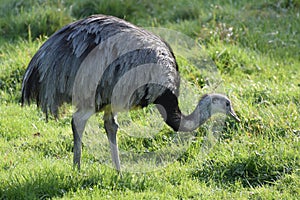 Greater Rhea