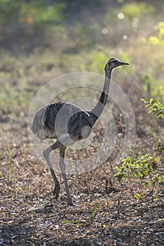 Greater Rhea,