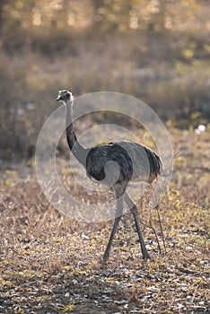 Greater Rhea,