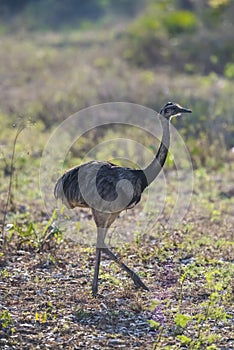 Greater Rhea,