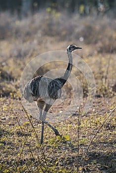 Greater Rhea,