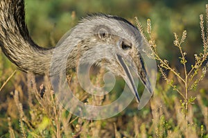 Greater Rhea,