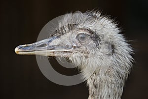 Greater rhea Rhea americana