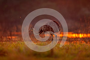 Greater Rhea, Rhea americana, big bird with fluffy feathers, animal in nature habitat, evening sun, Pantanal, Brazil. Rhea on the