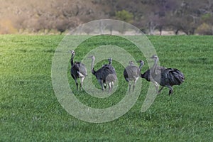 Greater Rhea, Rhea americana, in Pampas coutryside environment, La Pampa province,