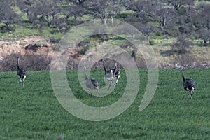 Greater Rhea, Rhea americana, in Pampas coutryside environment, La Pampa province, ,