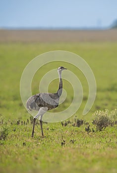 Greater rhea, Argentina