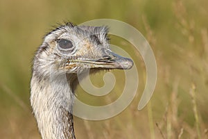 Greater Rhea bird