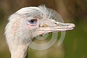 Greater Rhea bird