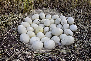 Greater rhea eggs in nest,