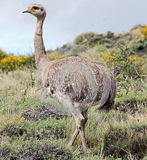 Greater rhea is a flightless bird