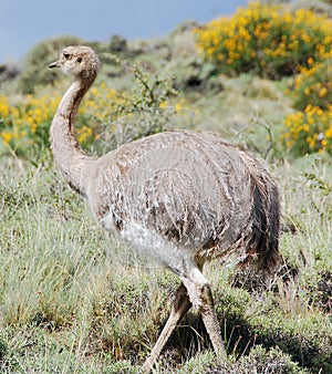 Greater rhea is a flightless bird