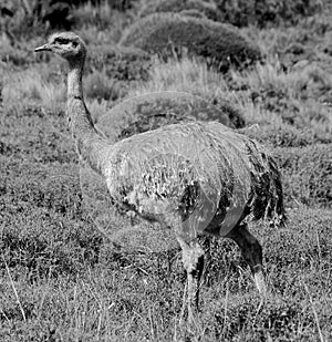 Greater rhea is a flightless bird