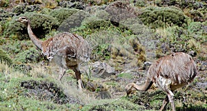 Greater rhea is a flightless bird