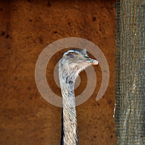 Greater rhea flightless bird