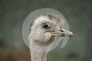Greater Rhea