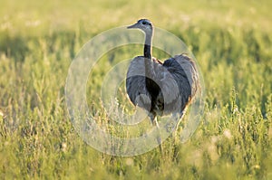 Greater Rhea,La Pampa