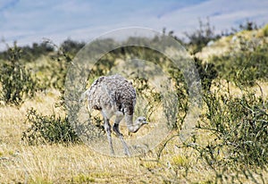 Greater rhea - nandu - bird in grassland pampa near Torres del Paine