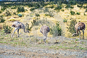 Greater rhea - nandu - birds in grassland pampa near Torres del Paine