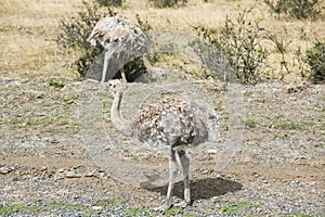 Greater rhea - nandu - birds in grassland pampa near Torres del Paine