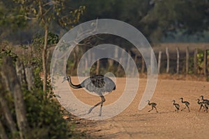 Greater Rhea, Pantanal, Brazil