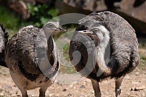 Greater rhea Rhea americana