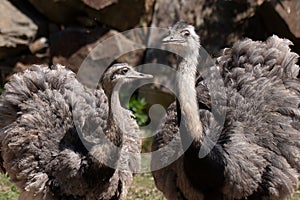 Greater rhea Rhea americana