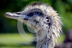 Greater rhea Rhea americana