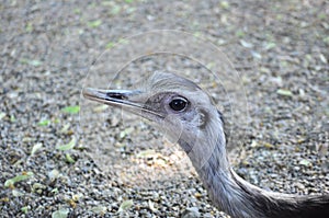 Greater rhea (Rhea americana)