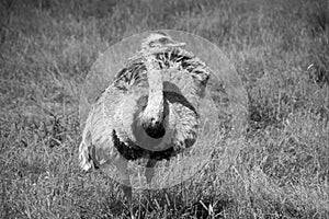 The greater rhea (Rhea americana)