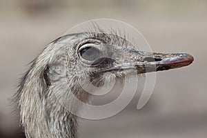 Greater rhea Rhea americana