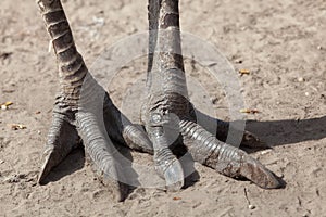 Greater rhea Rhea americana