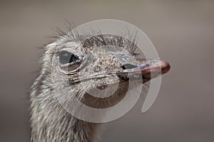 Greater rhea Rhea americana