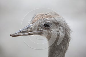 Greater rhea Rhea americana