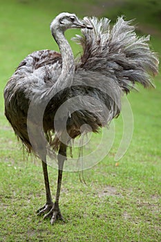 Greater rhea Rhea americana photo