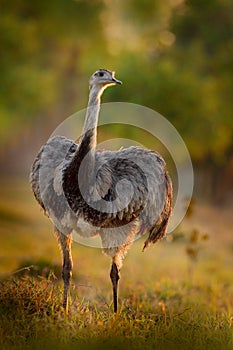 Greater Rhea, Rhea americana, big bird with fluffy feathers, animal in nature habitat, evening sun, Pantanal, Brazil. Rhea on the