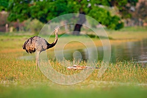 Greater Rhea, Rhea americana, big bird with fluffy feathers, animal in nature habitat, evening sun, Pantanal, Brazil. Rhea on the