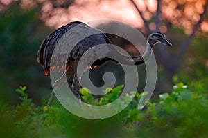 Greater Rhea, Rhea americana, big bird with fluffy feathers, animal in nature habitat, evening sun, Pantanal, Brazil. Rhea on the