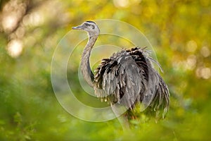 Greater Rhea, Rhea americana, big bird with fluffy feathers, animal in nature habitat, evening sun, Pantanal, Brazil. Rhea on the