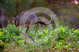 Greater Rhea, Rhea americana, big bird with fluffy feathers, animal in nature habitat, evening sun, Pantanal, Brazil. Rhea on the